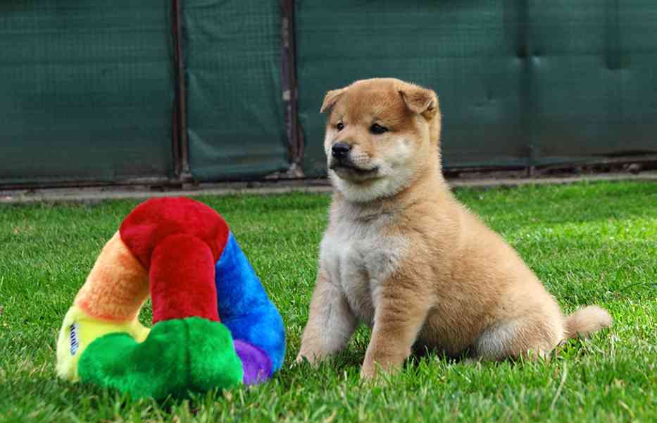 Shiba inu s PP FCI - foto 4