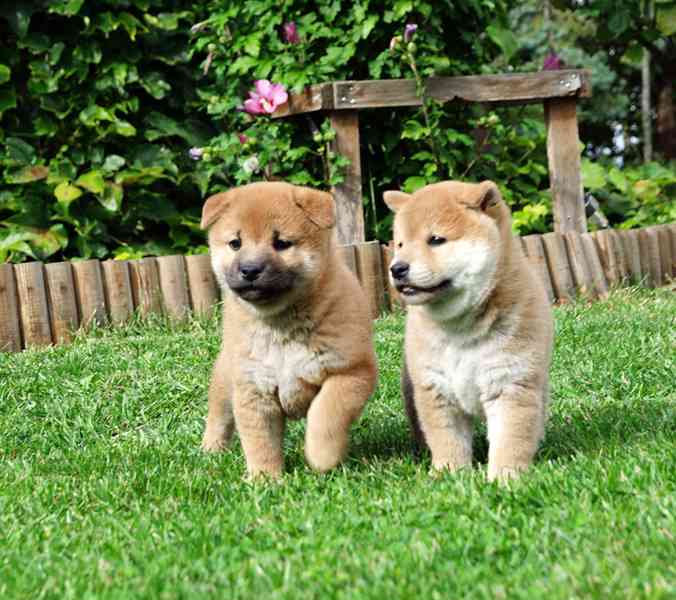 Shiba inu s PP FCI - foto 19