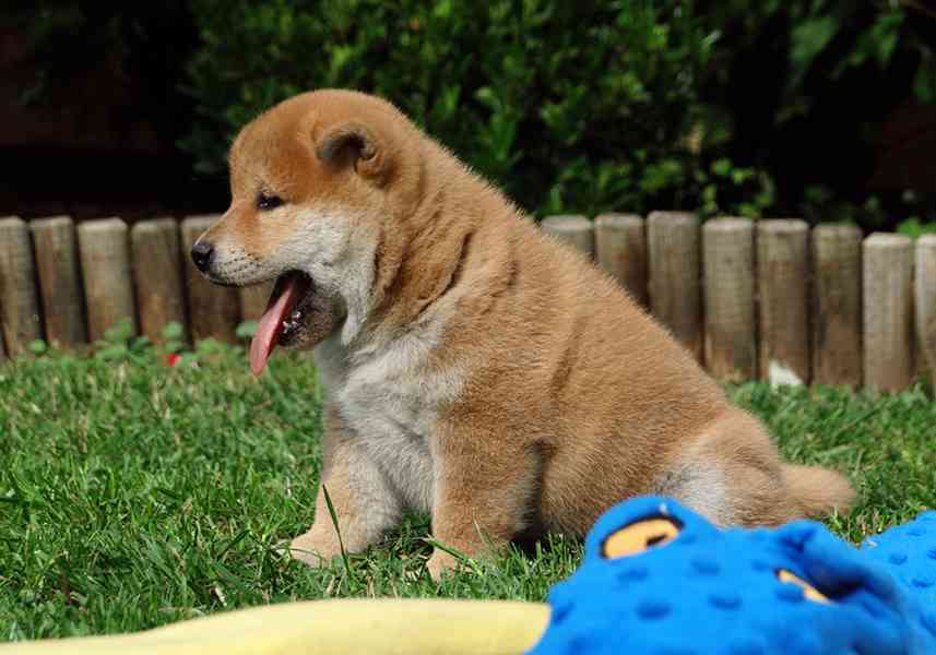 Shiba inu s PP FCI - foto 11