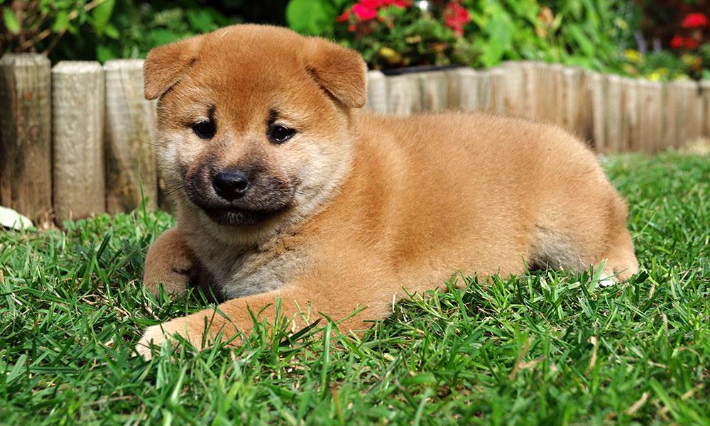 Shiba inu s PP FCI - foto 16