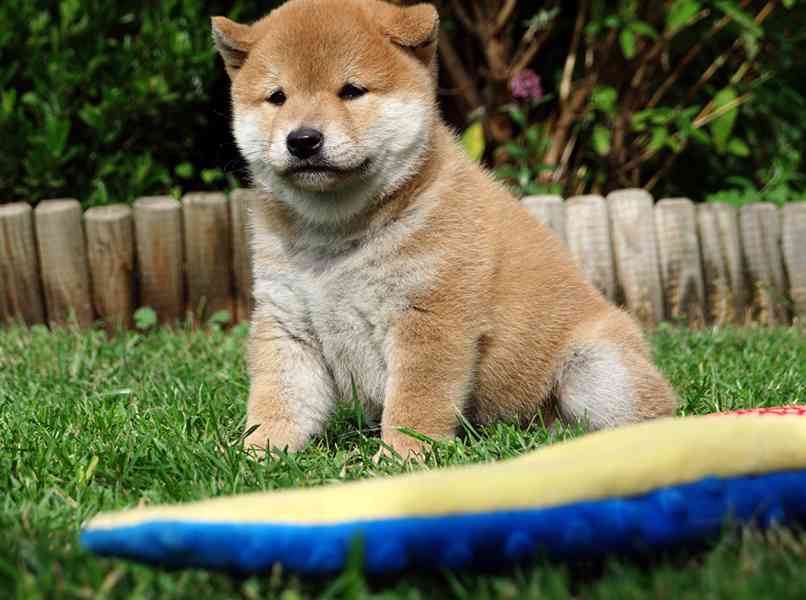 Shiba inu s PP FCI - foto 10