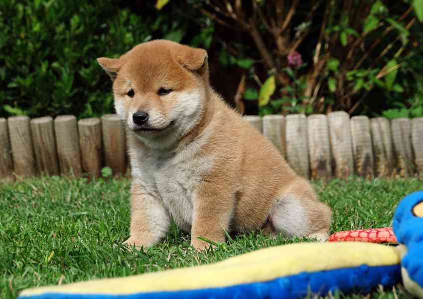 Shiba inu s PP FCI - foto 8