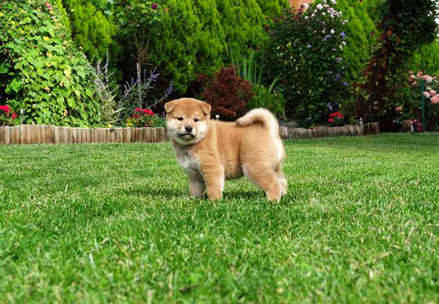 Shiba inu s PP FCI - foto 7