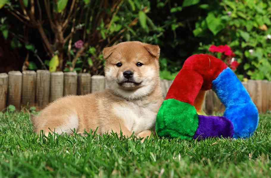Shiba inu s PP FCI - foto 3