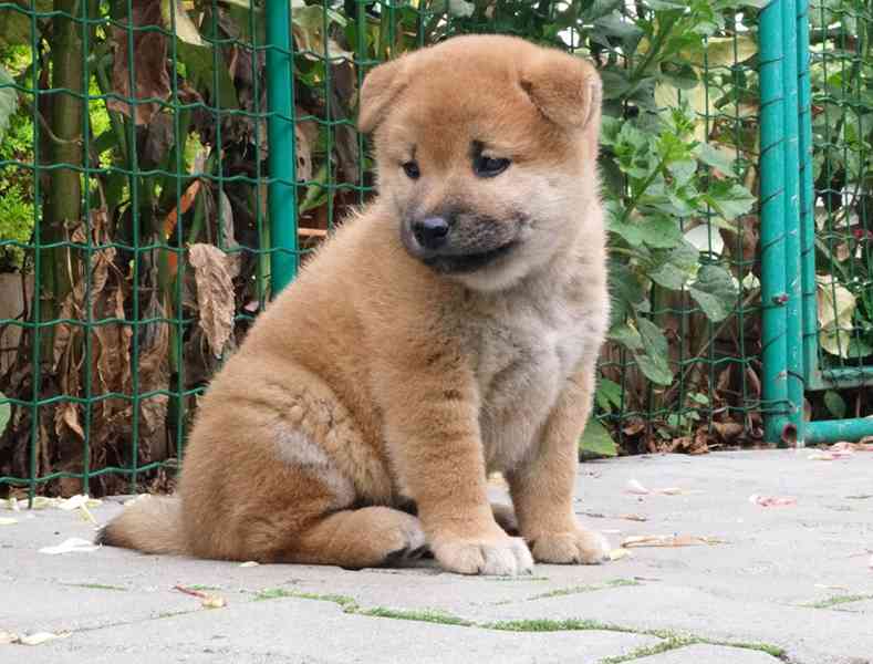 Shiba inu s PP FCI - foto 14