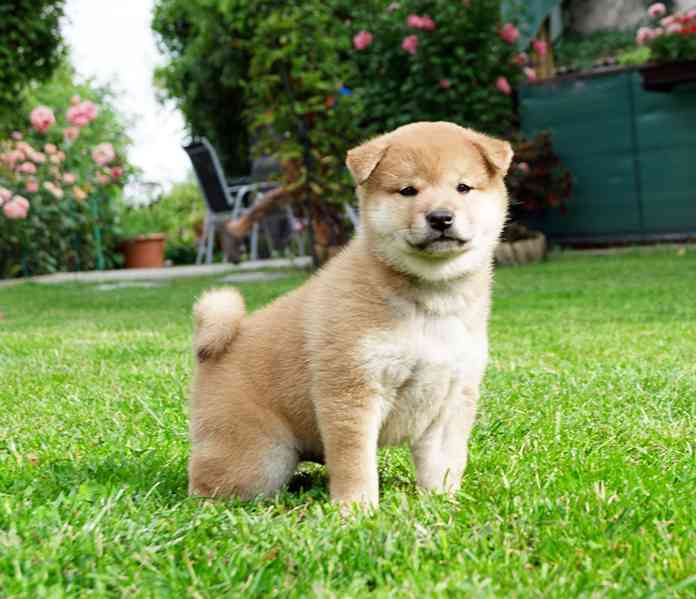 Shiba inu s PP FCI - foto 6
