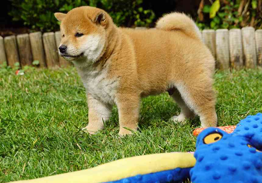 Shiba inu s PP FCI - foto 12