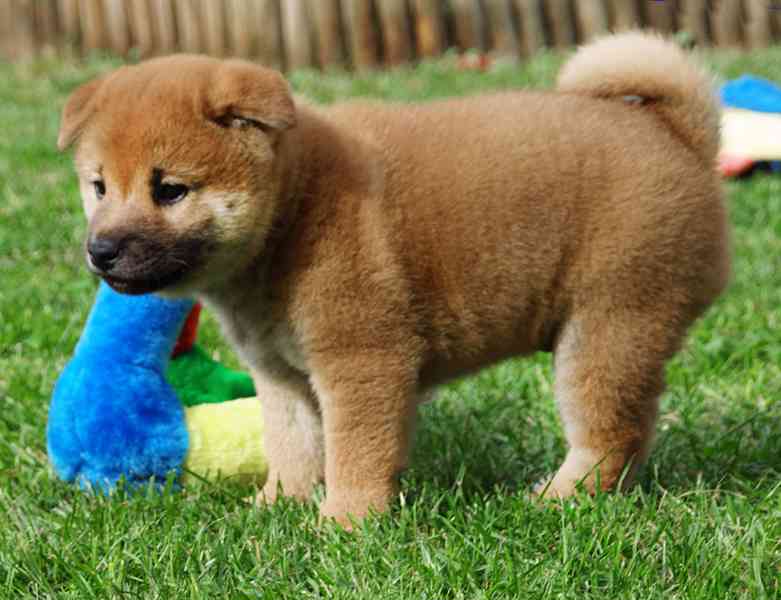 Shiba inu s PP FCI - foto 18