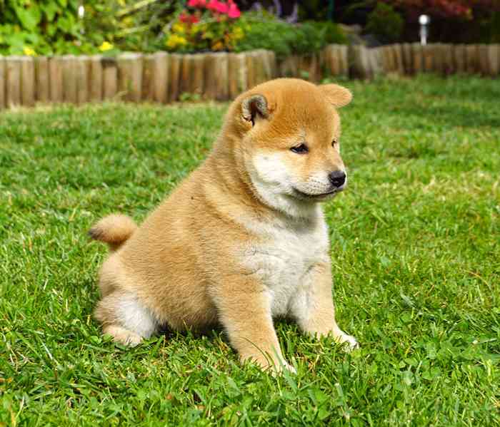 Shiba inu s PP FCI - foto 13