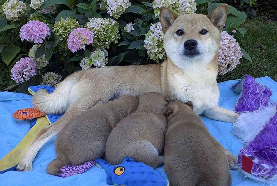 Shiba inu s PP FCI - foto 21