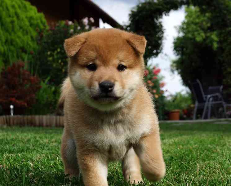 Shiba inu s PP FCI - foto 2