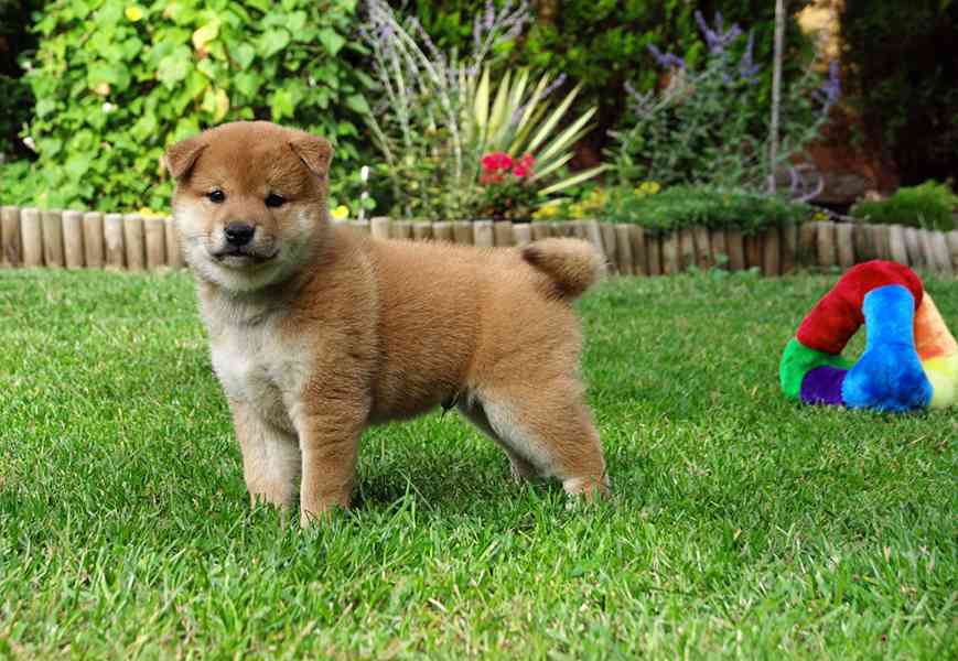 Shiba inu s PP FCI - foto 5