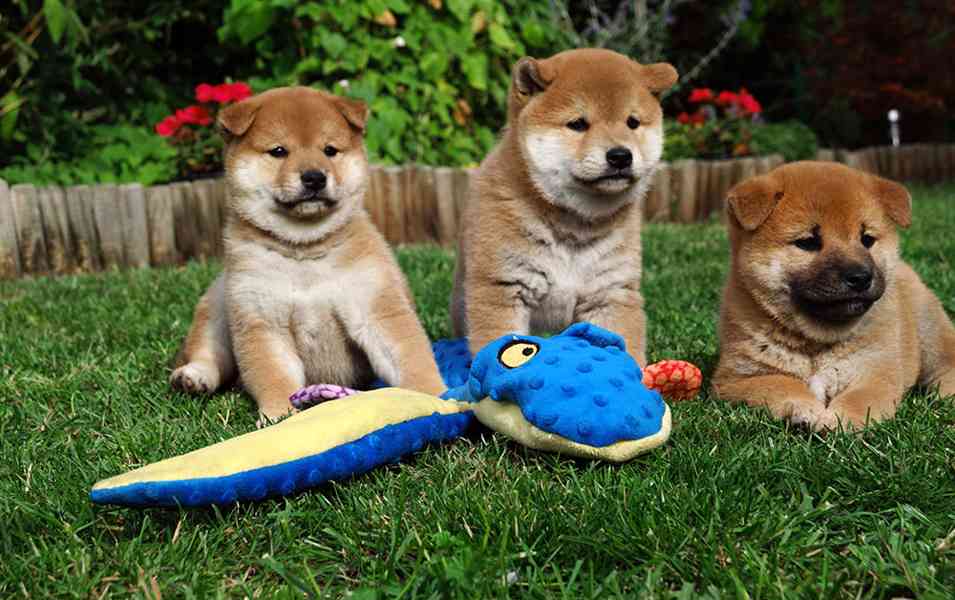 Shiba inu s PP FCI - foto 20