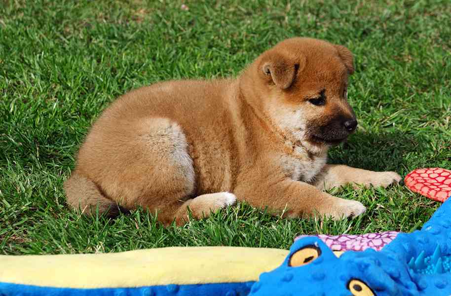 Shiba inu s PP FCI - foto 15