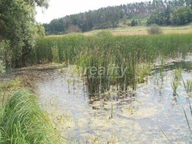 Prodej rybníku u obce Zvírotice, okres Příbram - foto 3