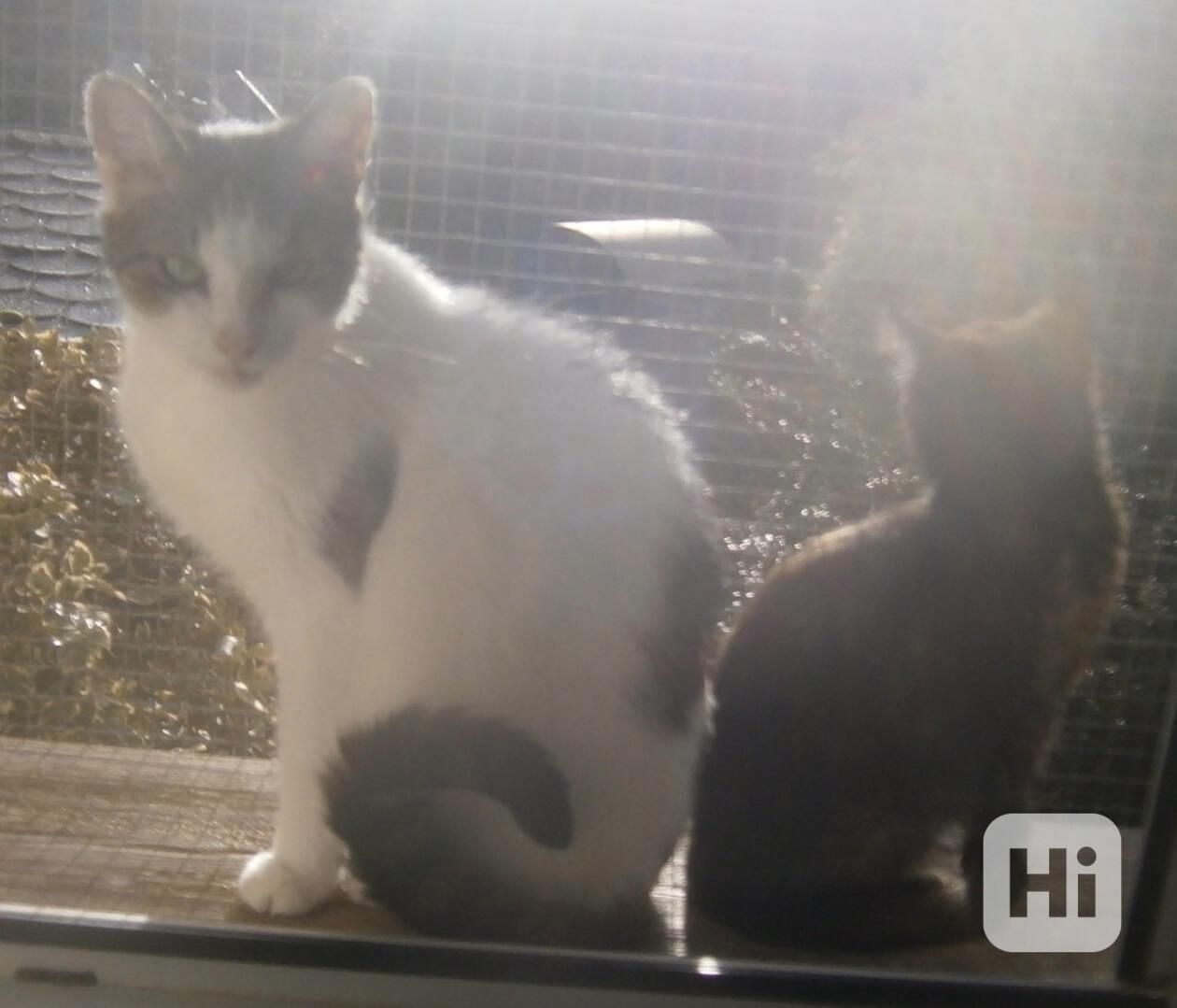 Milý, komunikativní bílomourovaný Oliver,  6-7letý - foto 1