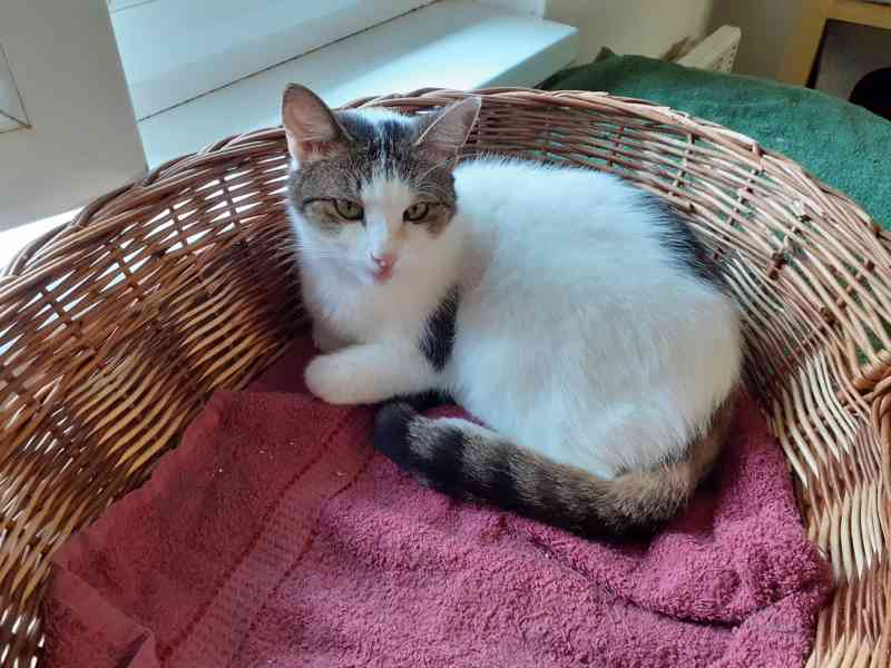 Milý, komunikativní bílomourovaný Oliver,  6-7letý - foto 6