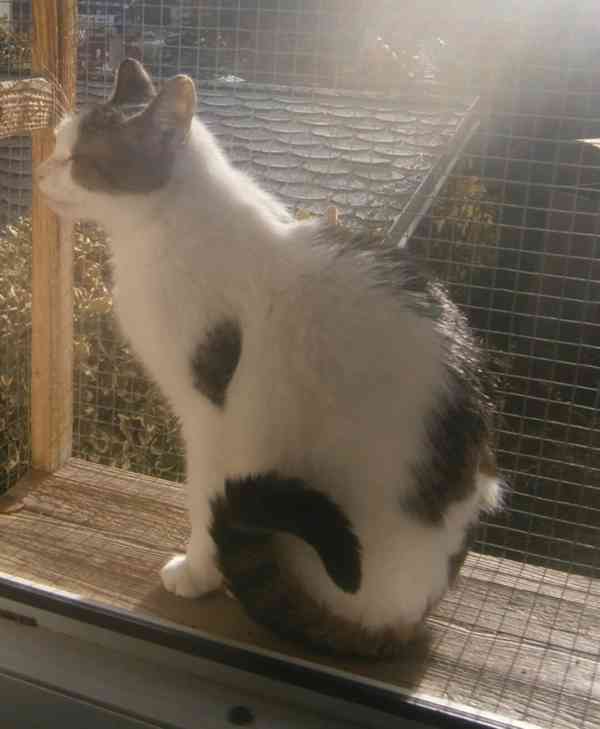 Milý, komunikativní bílomourovaný Oliver,  6-7letý - foto 2