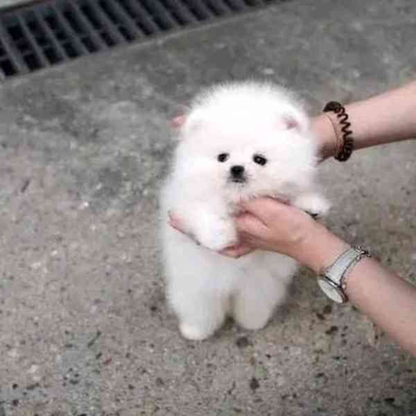 štěňata pomeraniana k adopci - foto 6