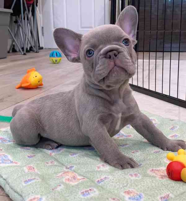 Štěňata francouzského buldoka - foto 2
