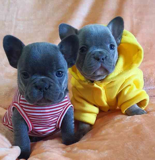 Štěňátka francouzský buldoček bez PP - foto 1