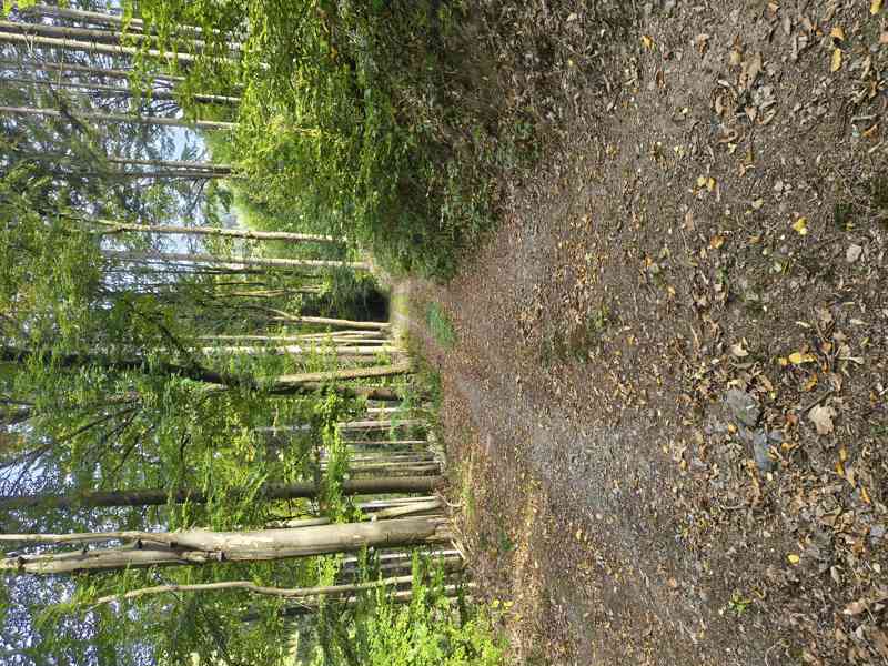 Kounov - prodej chaty s pozemkem 920 m2 - foto 19
