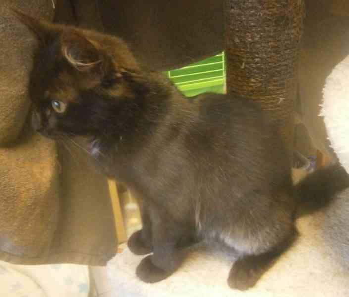 Černý 2,5-3měsíční kocourek Šimon s delší srstí, - foto 6