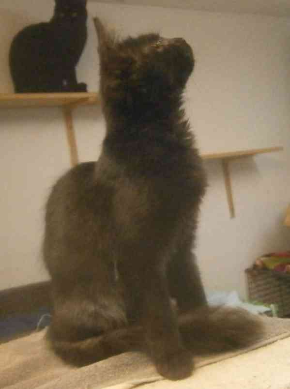 Černý 2,5-3měsíční kocourek Šimon s delší srstí, - foto 2