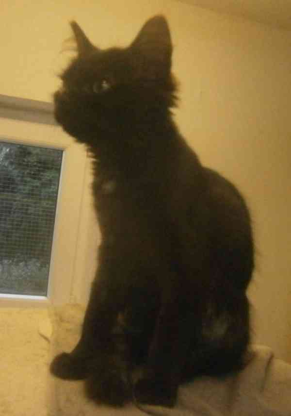 Černý 2,5-3měsíční kocourek Šimon s delší srstí, - foto 4