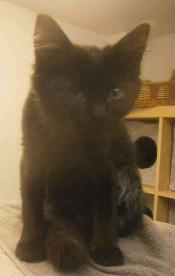 Černý 2,5-3měsíční kocourek Šimon s delší srstí, - foto 3