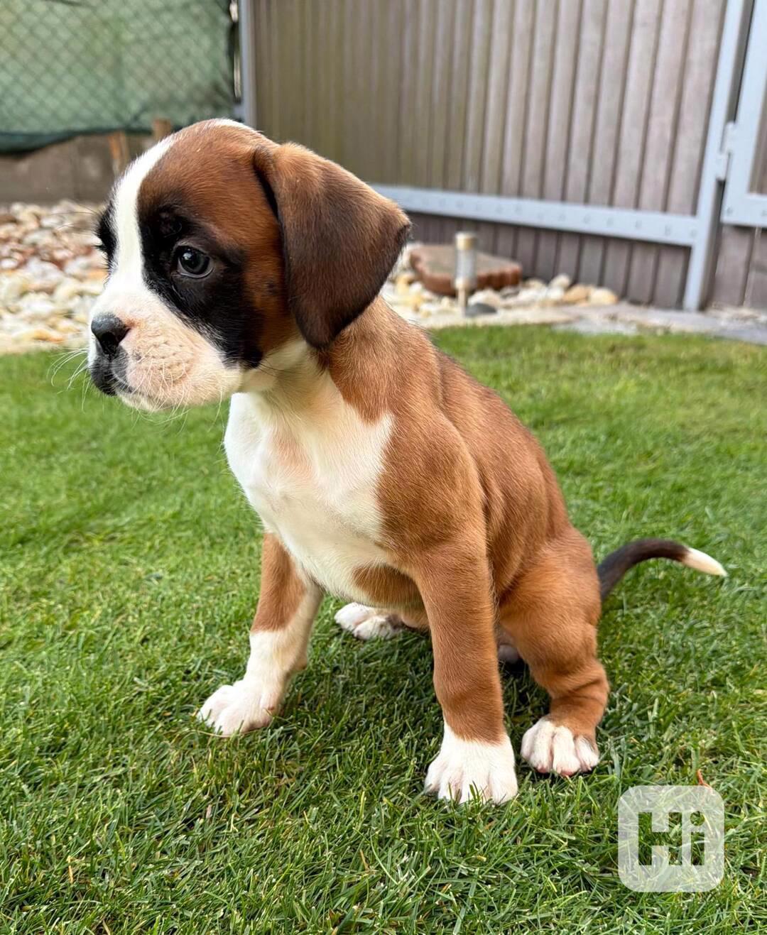 Německý boxer  - foto 1