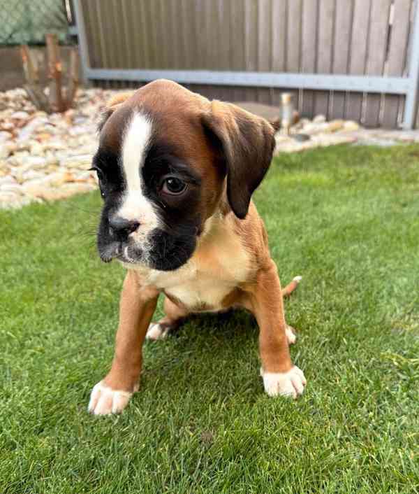 Německý boxer  - foto 2