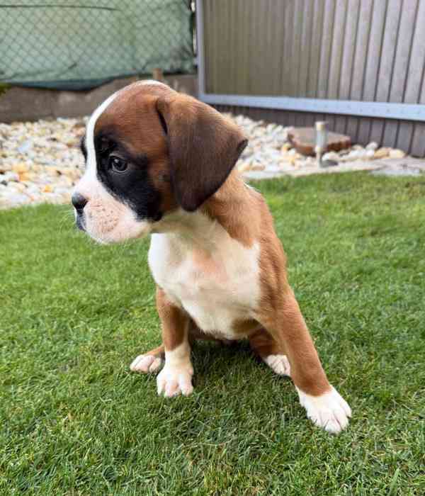 Německý boxer  - foto 3