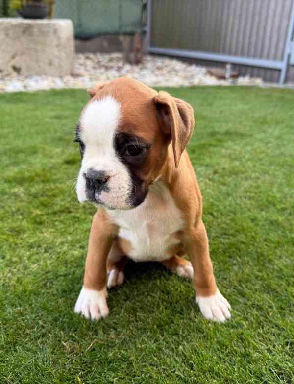 Německý boxer  - foto 4