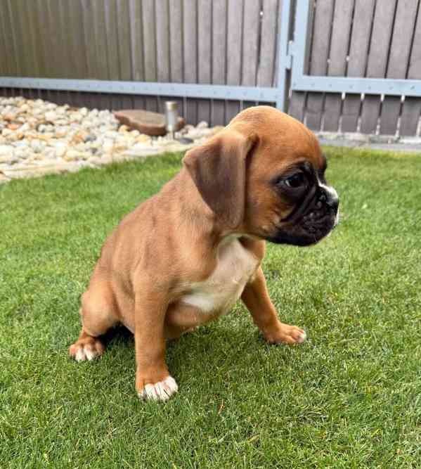 Německý boxer  - foto 5