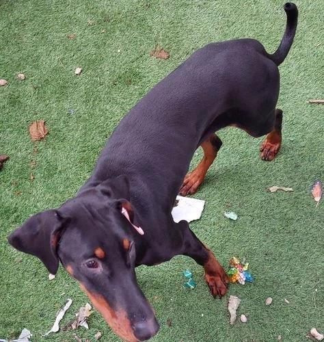 Female European Doberman puppy - foto 2