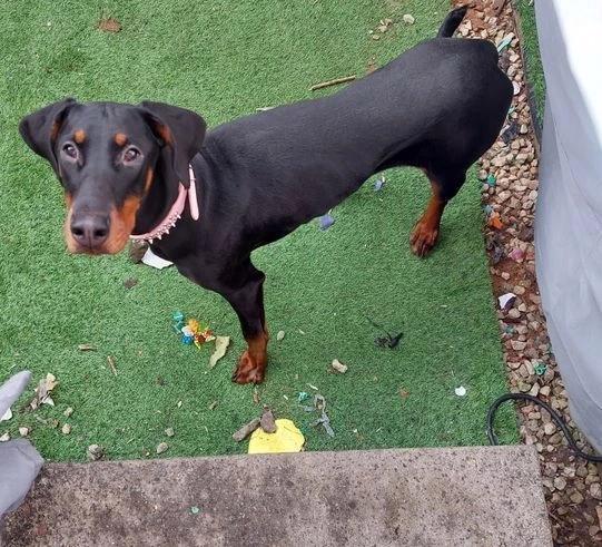 Female European Doberman puppy - foto 3