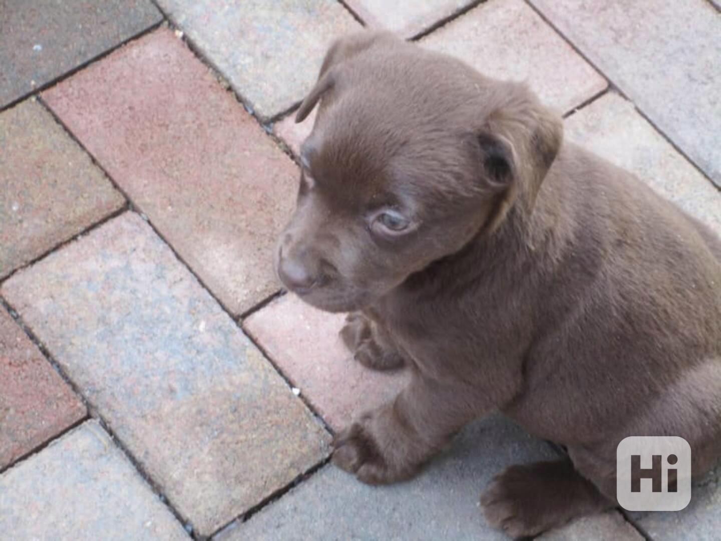 čokoládová Labrador štěňátka Prodáme - foto 1
