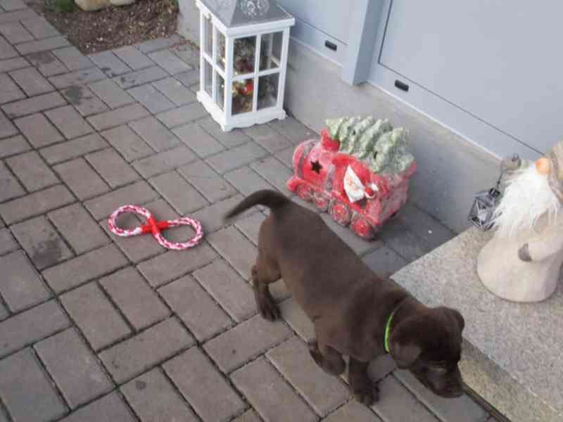 čokoládová Labrador štěňátka Prodáme - foto 7
