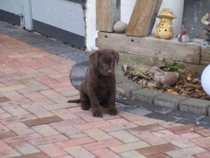 čokoládová Labrador štěňátka Prodáme - foto 4