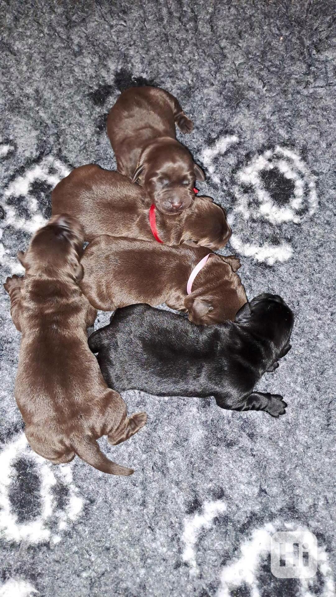 Čokoládová štěňátka labradora s PP - foto 1
