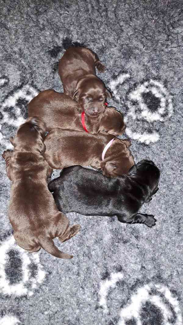 Čokoládová štěňátka labradora s PP - foto 1