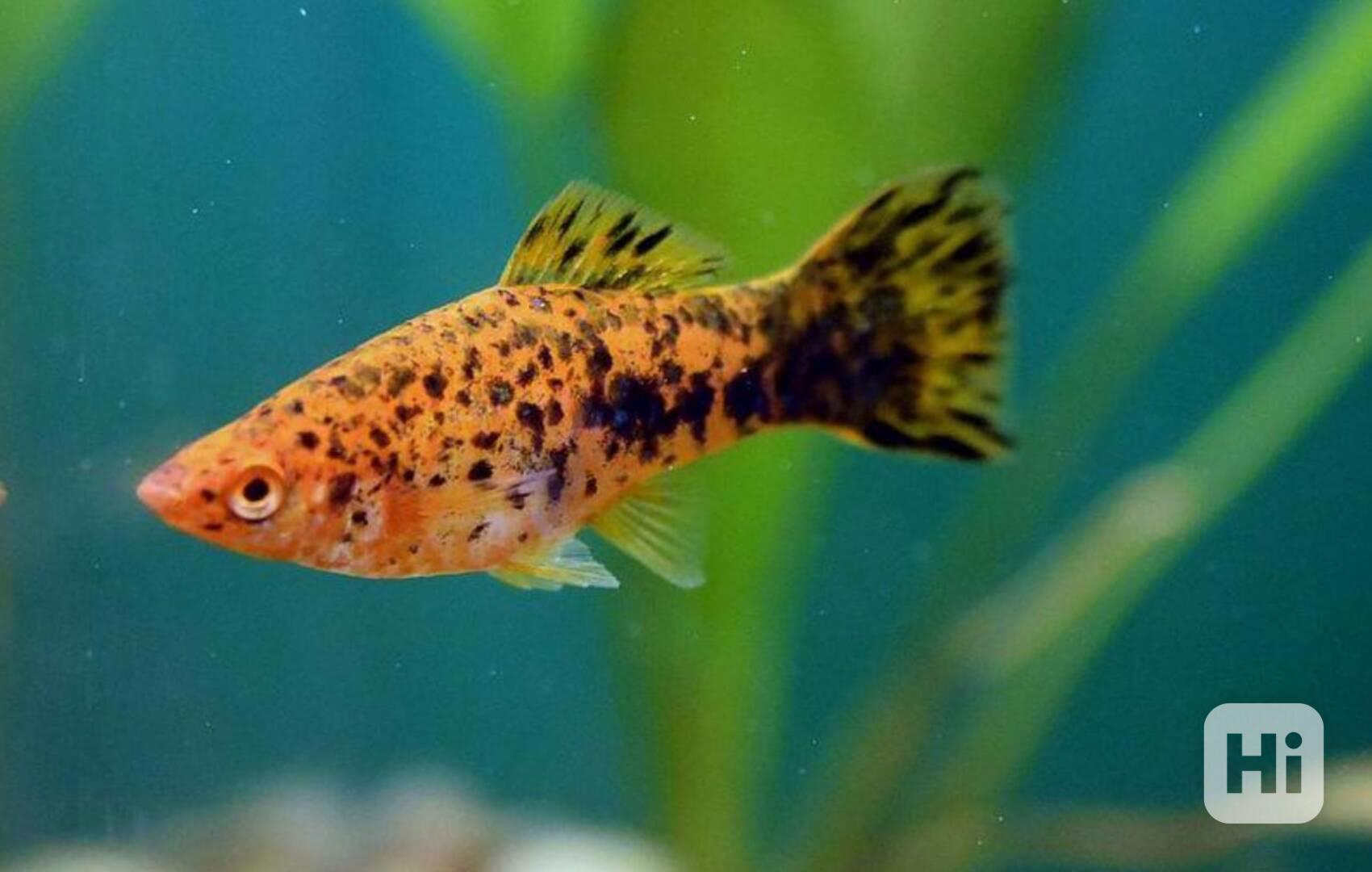 Prodám vlastní odchovy akvariiních rybiček - foto 1