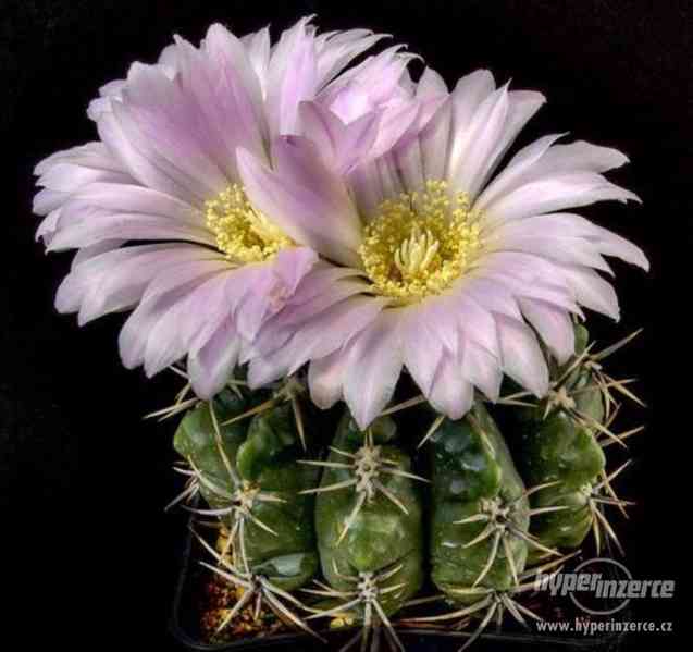 kaktus Gymnocalycium achirasense - semena - foto 1