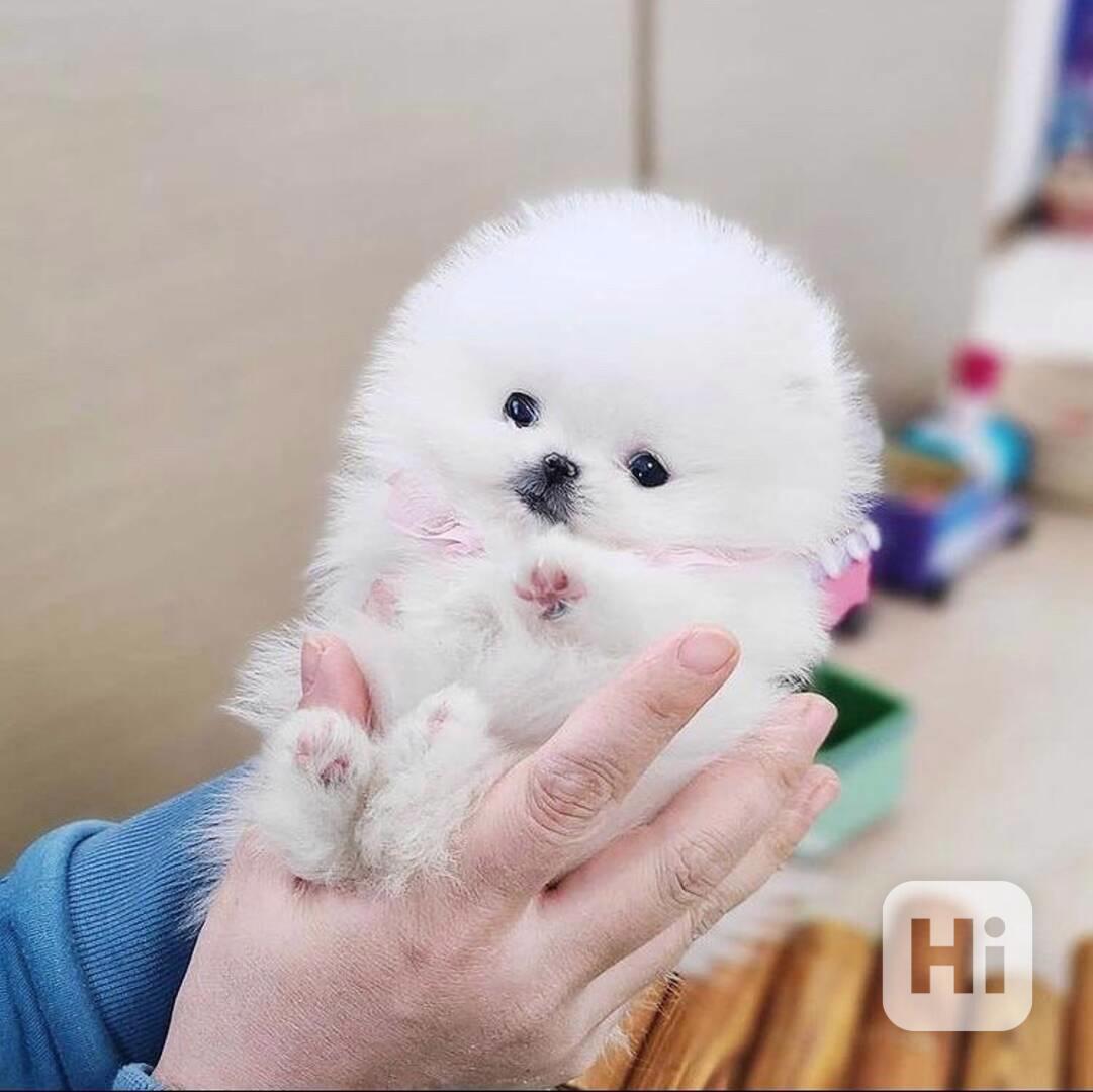 Teacup Pomeranian puppy male for sale  - foto 1