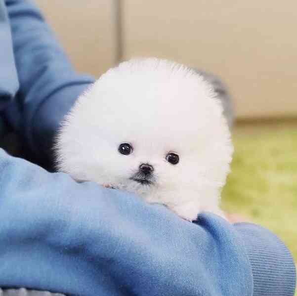 Teacup Pomeranian puppy male for sale  - foto 2