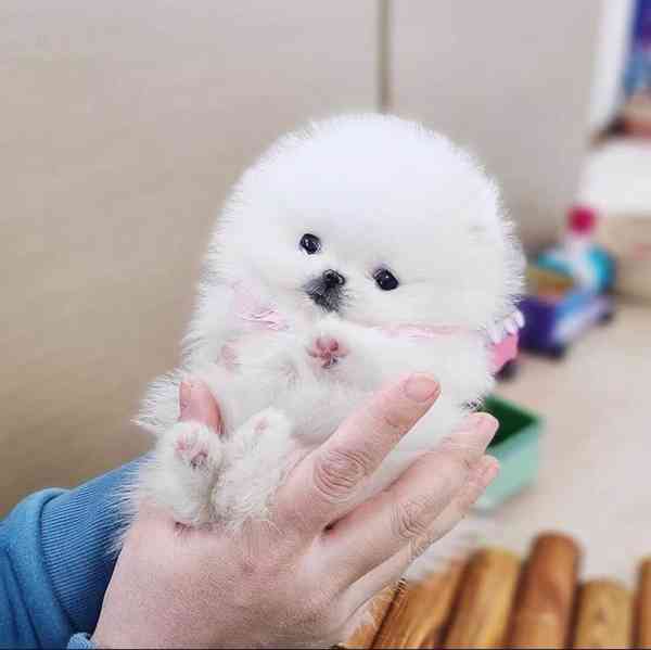 Teacup Pomeranian puppy male for sale  - foto 1