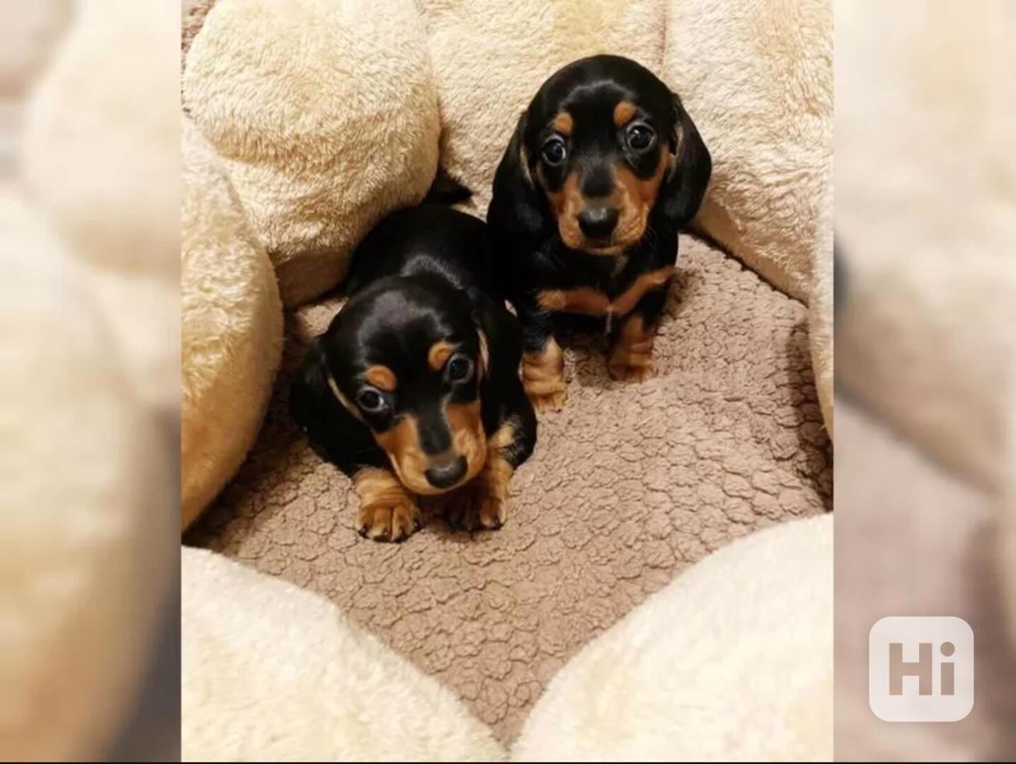 Jezevčík hladkosrstý trpasličí - foto 1