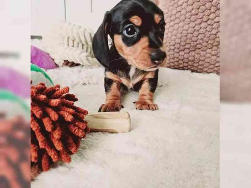 Jezevčík hladkosrstý trpasličí - foto 5