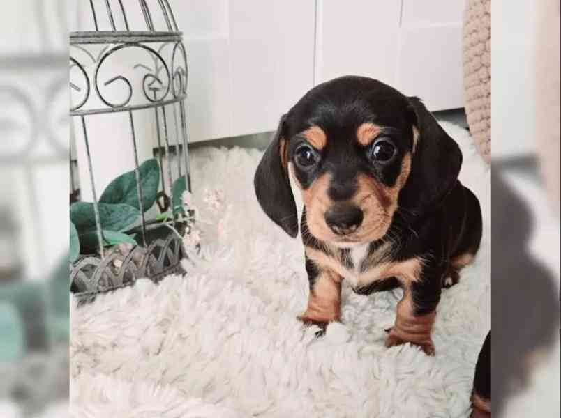 Jezevčík hladkosrstý trpasličí - foto 4